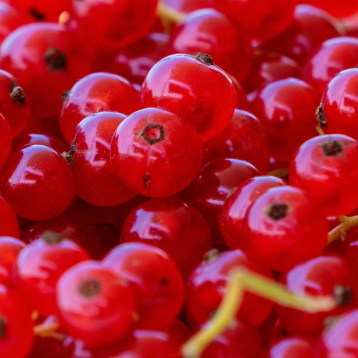 Johannisbeeren